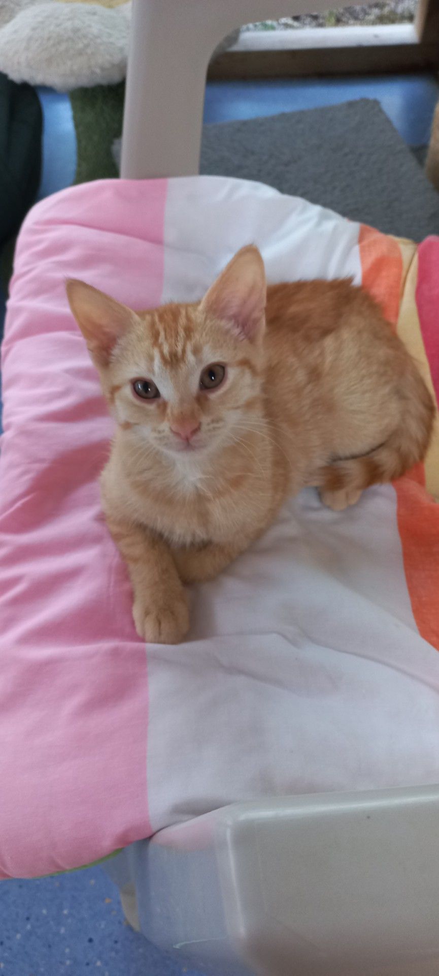 Gallery image: Memphis