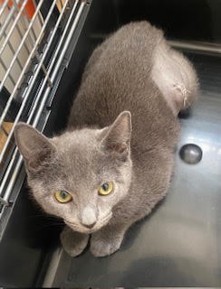 Whitney - Domestic Short Hair