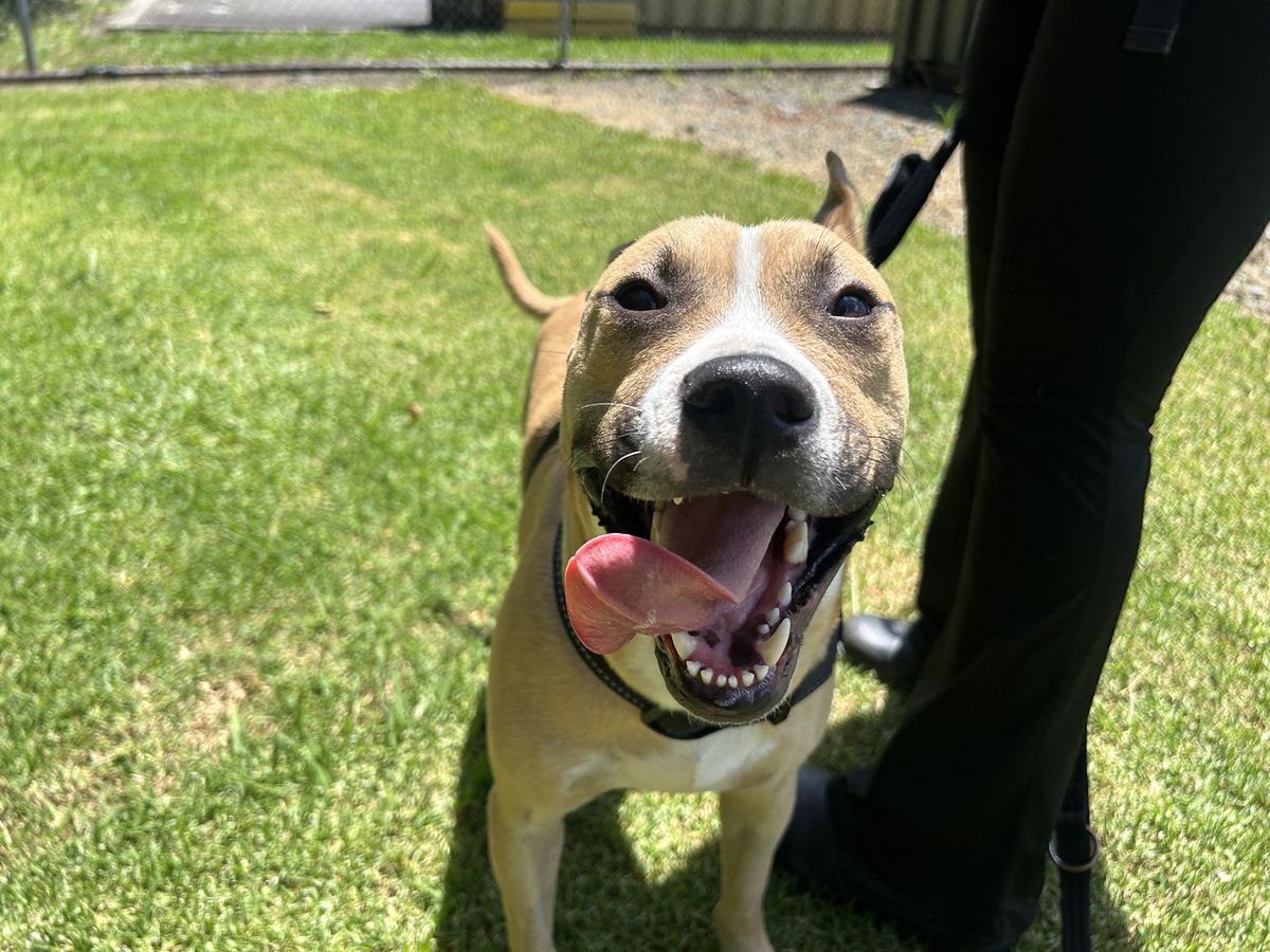 Gallery image: Harley