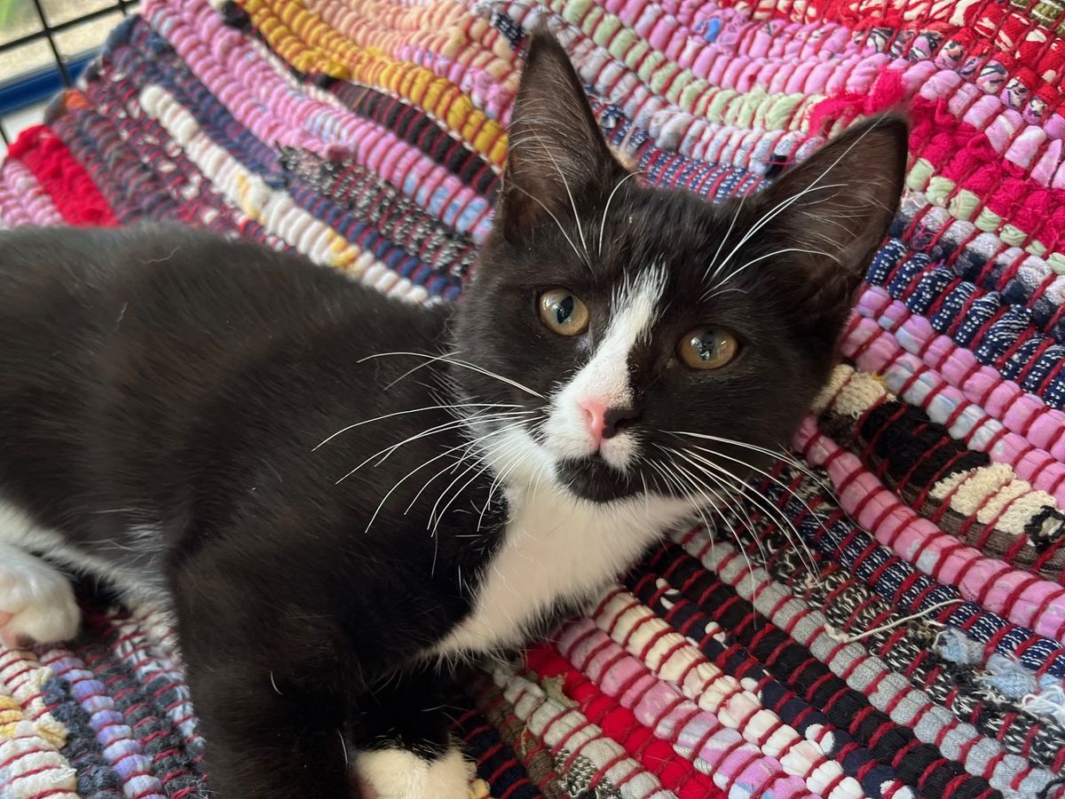 Gallery image: Checkers