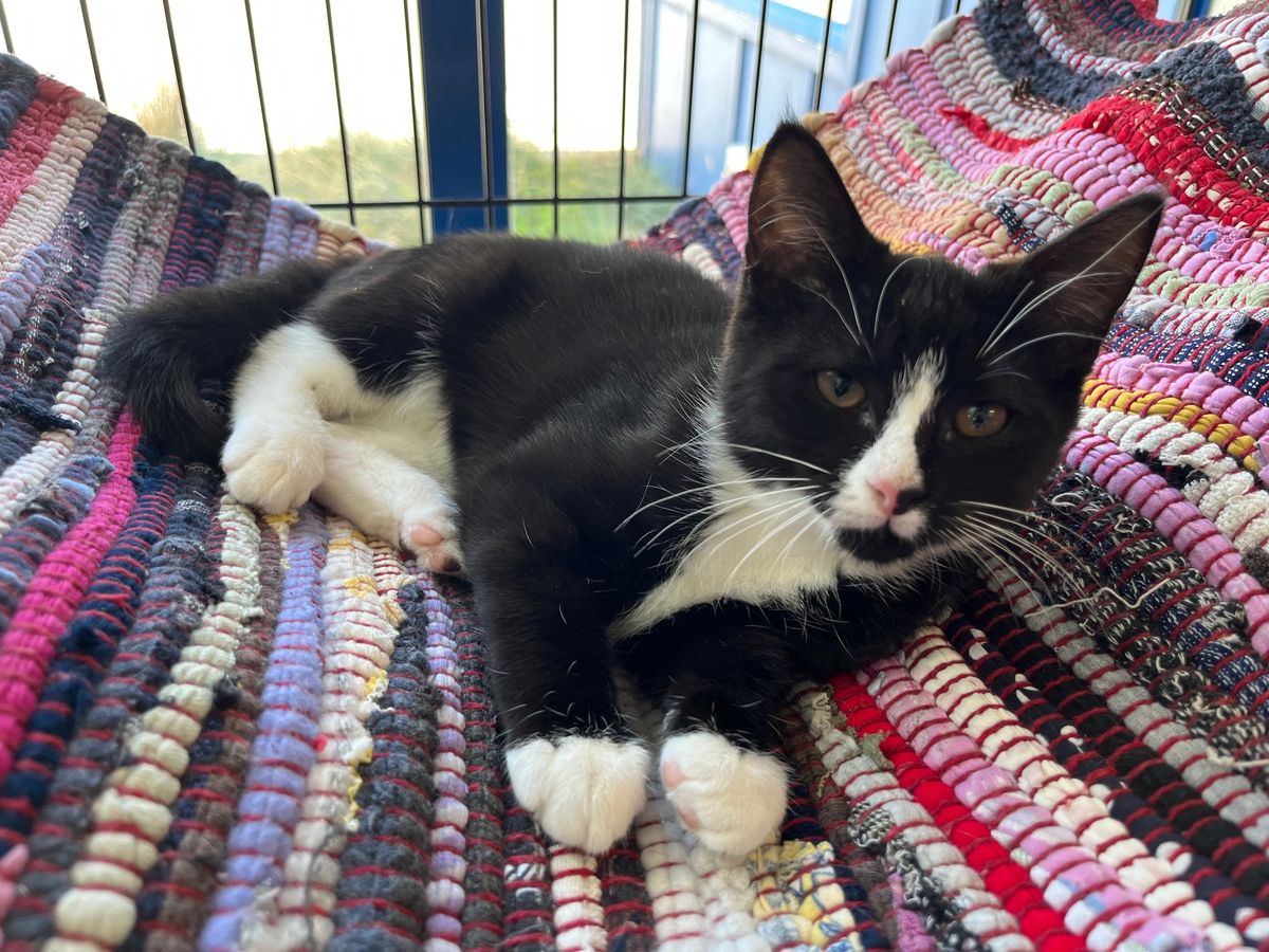 Gallery image: Checkers