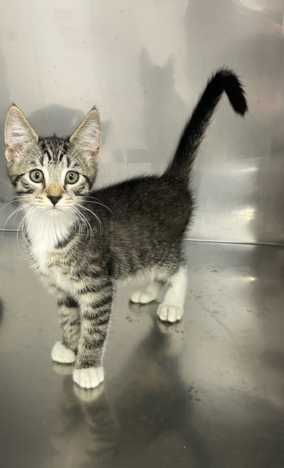 Bow - Domestic Short Hair