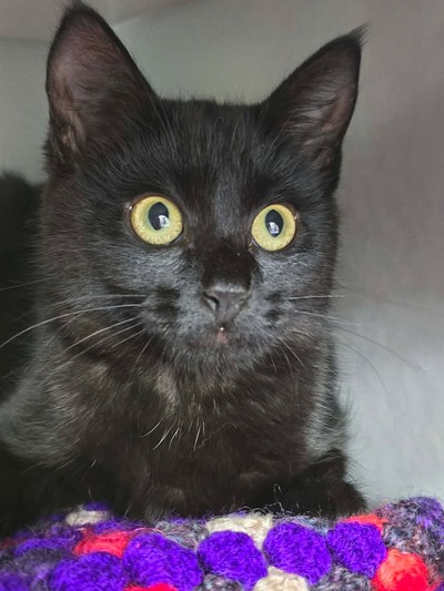 Tilly - Domestic Short Hair