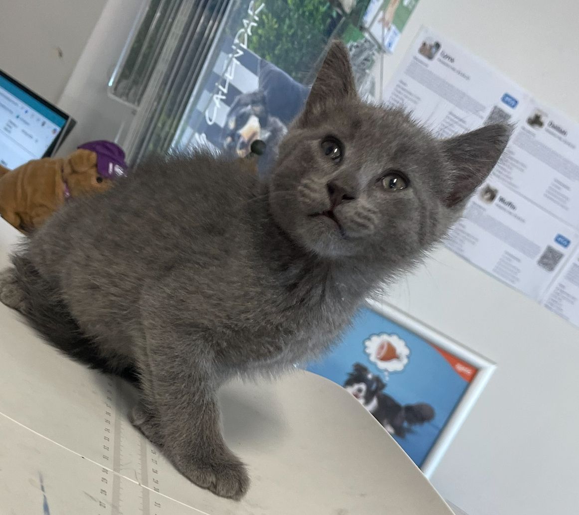 Gallery image: Smokey