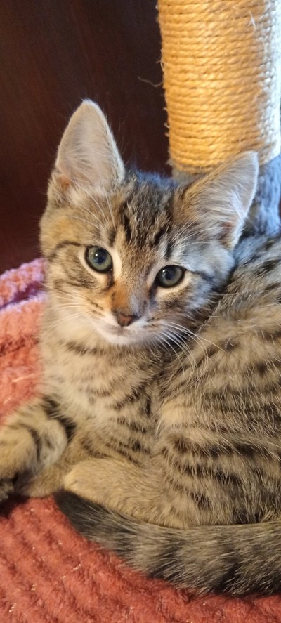 Pumpkin Face - Domestic Short Hair