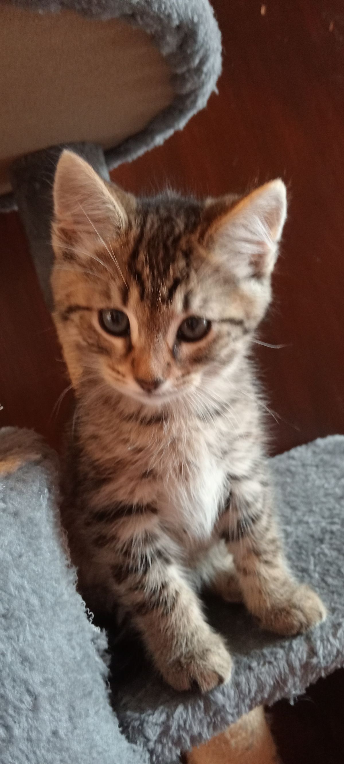 Gallery image: Pumpkin Face