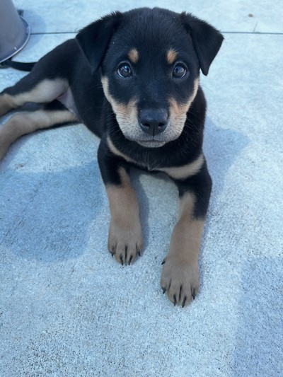 Amber - Medium Cross Breed