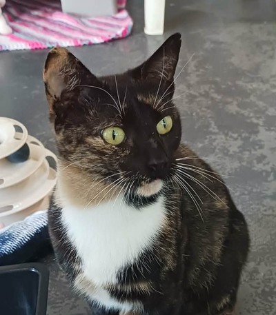 Sasha - Domestic Short Hair