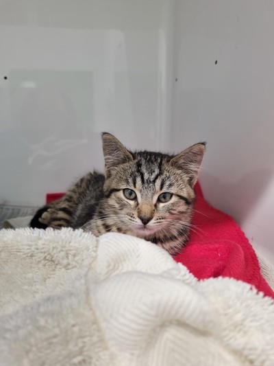 Marigold - Domestic Short Hair