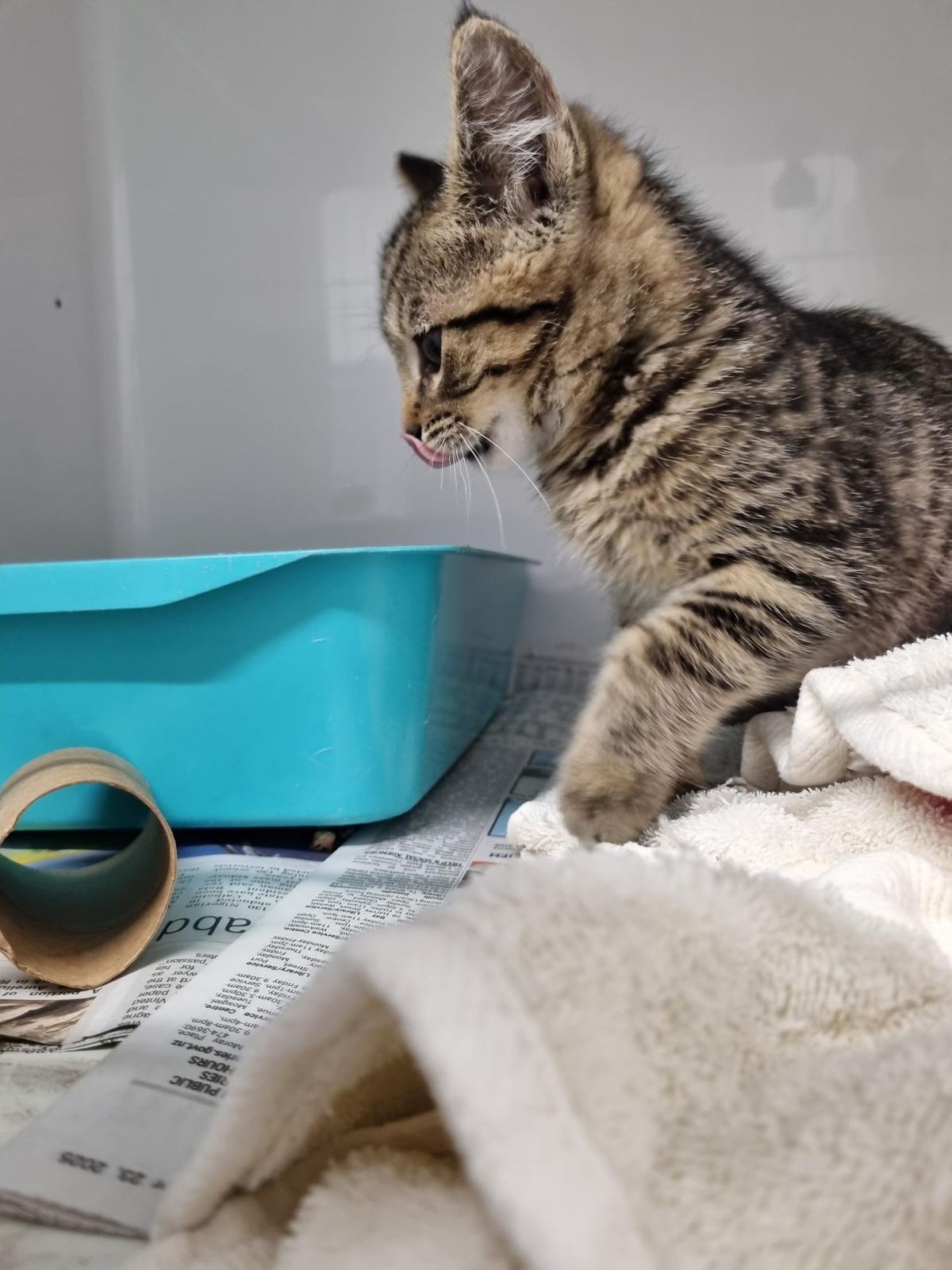 Gallery image: Marigold