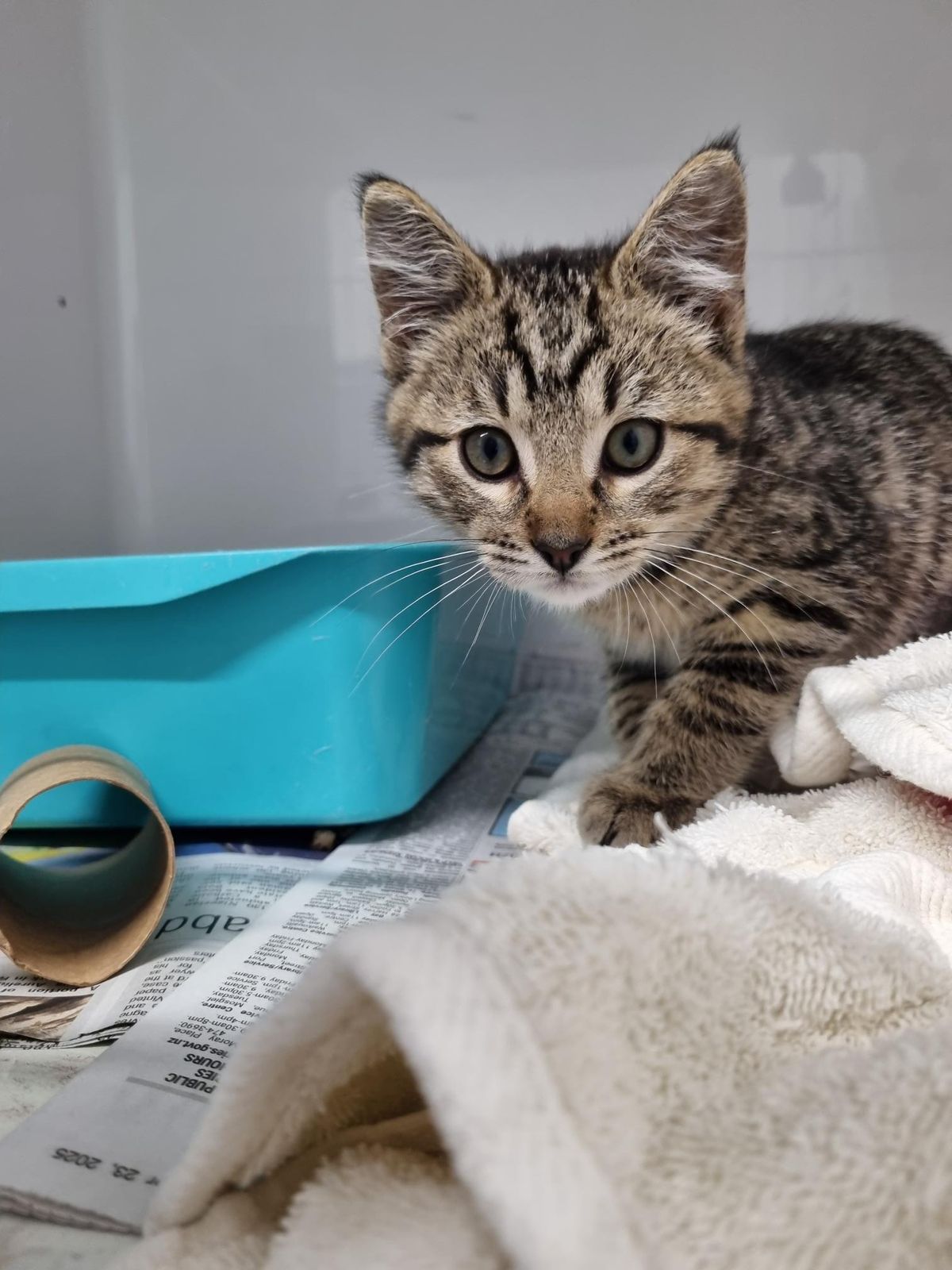 Gallery image: Marigold