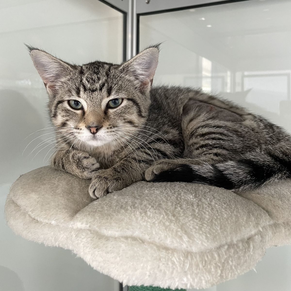 Gallery image: Fuzzy Wuzzy