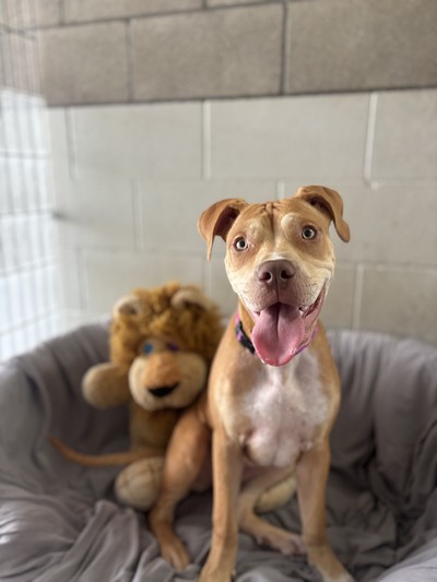 Thelma - Medium Cross Breed