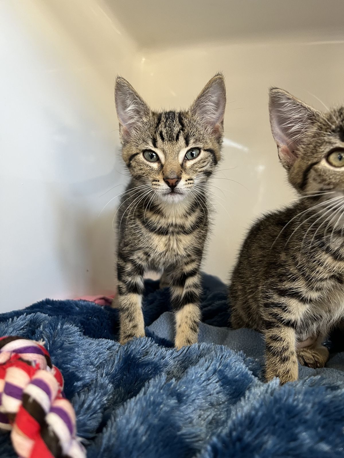 Gallery image: Tonic