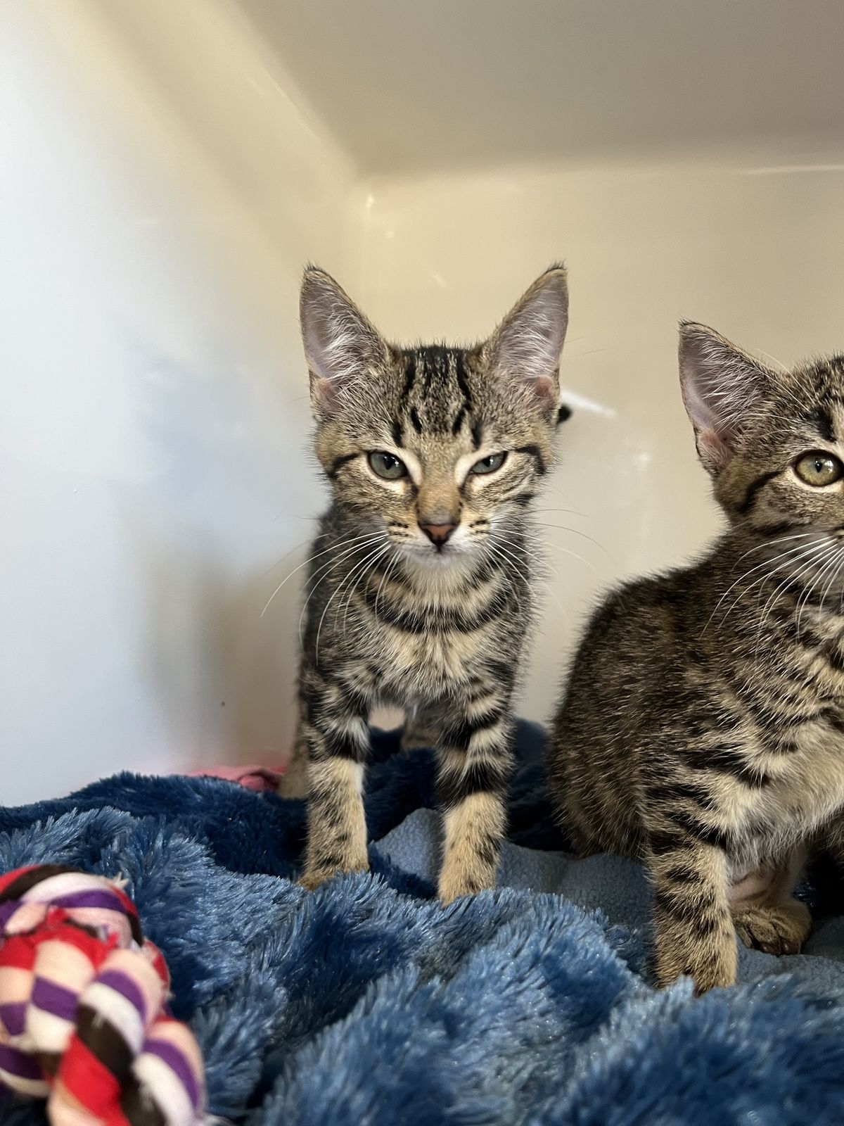 Gallery image: Tonic