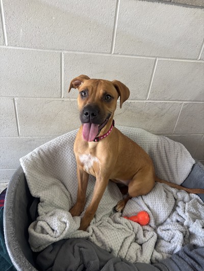 Louise - Medium Cross Breed