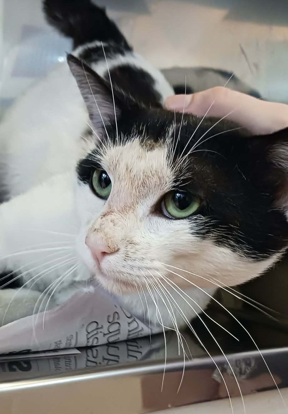 Gallery image: Horse