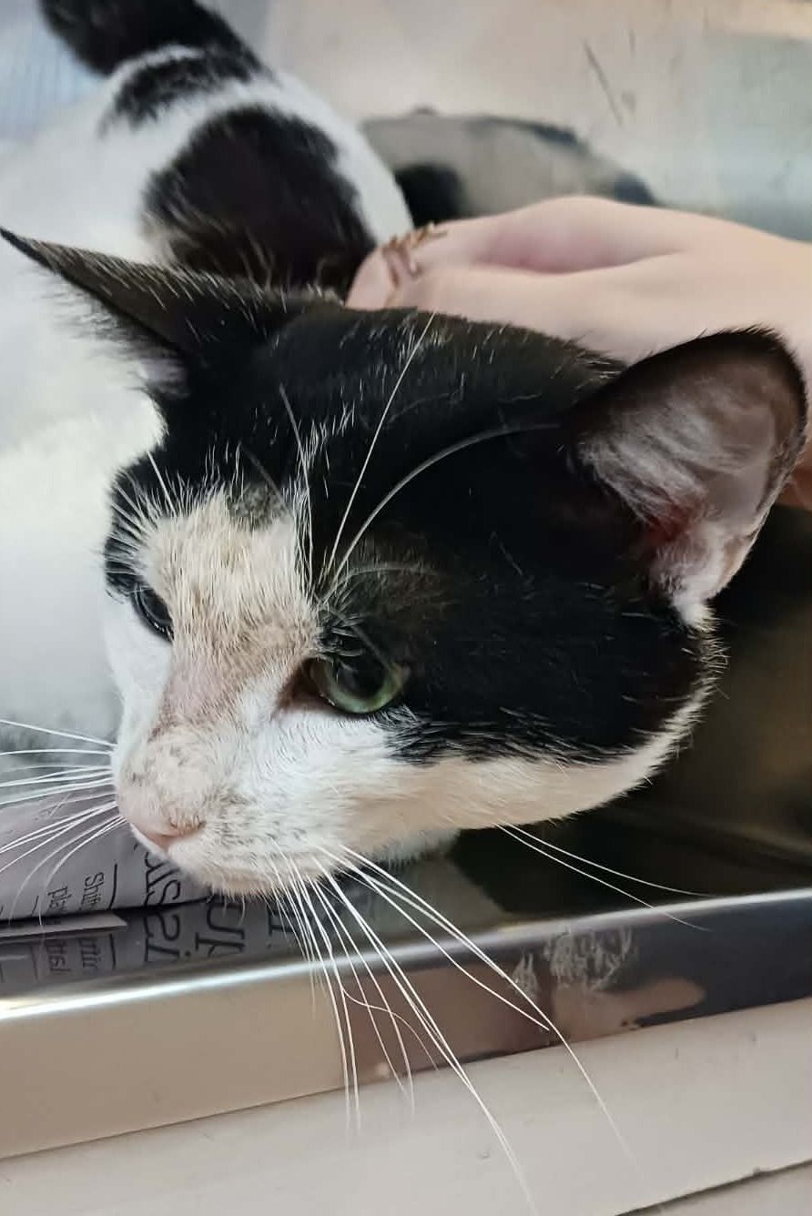 Gallery image: Horse