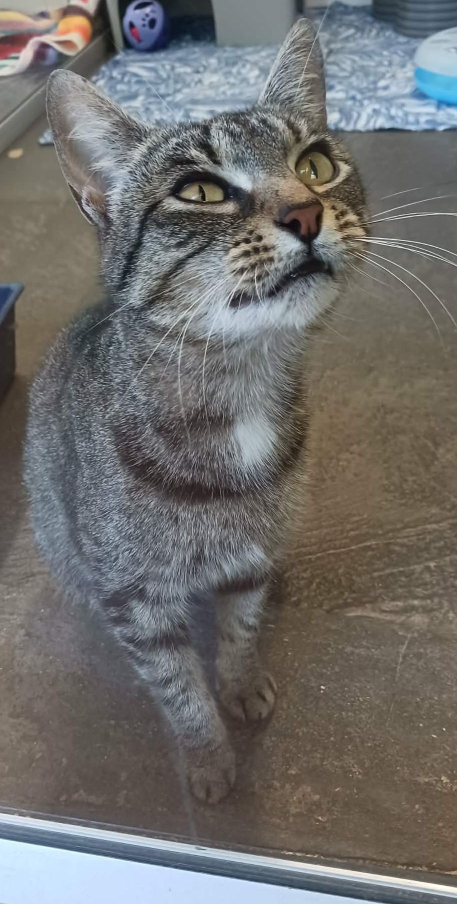 Gallery image: Amber