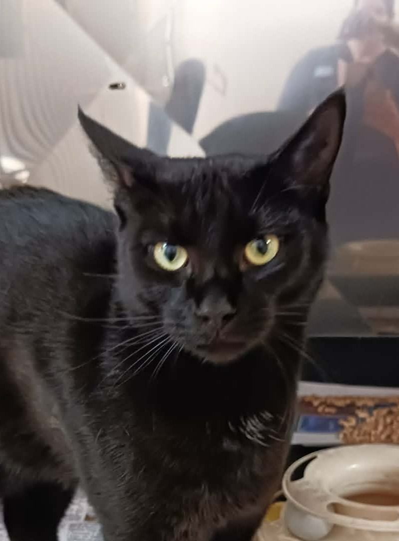 Gallery image: Soren 