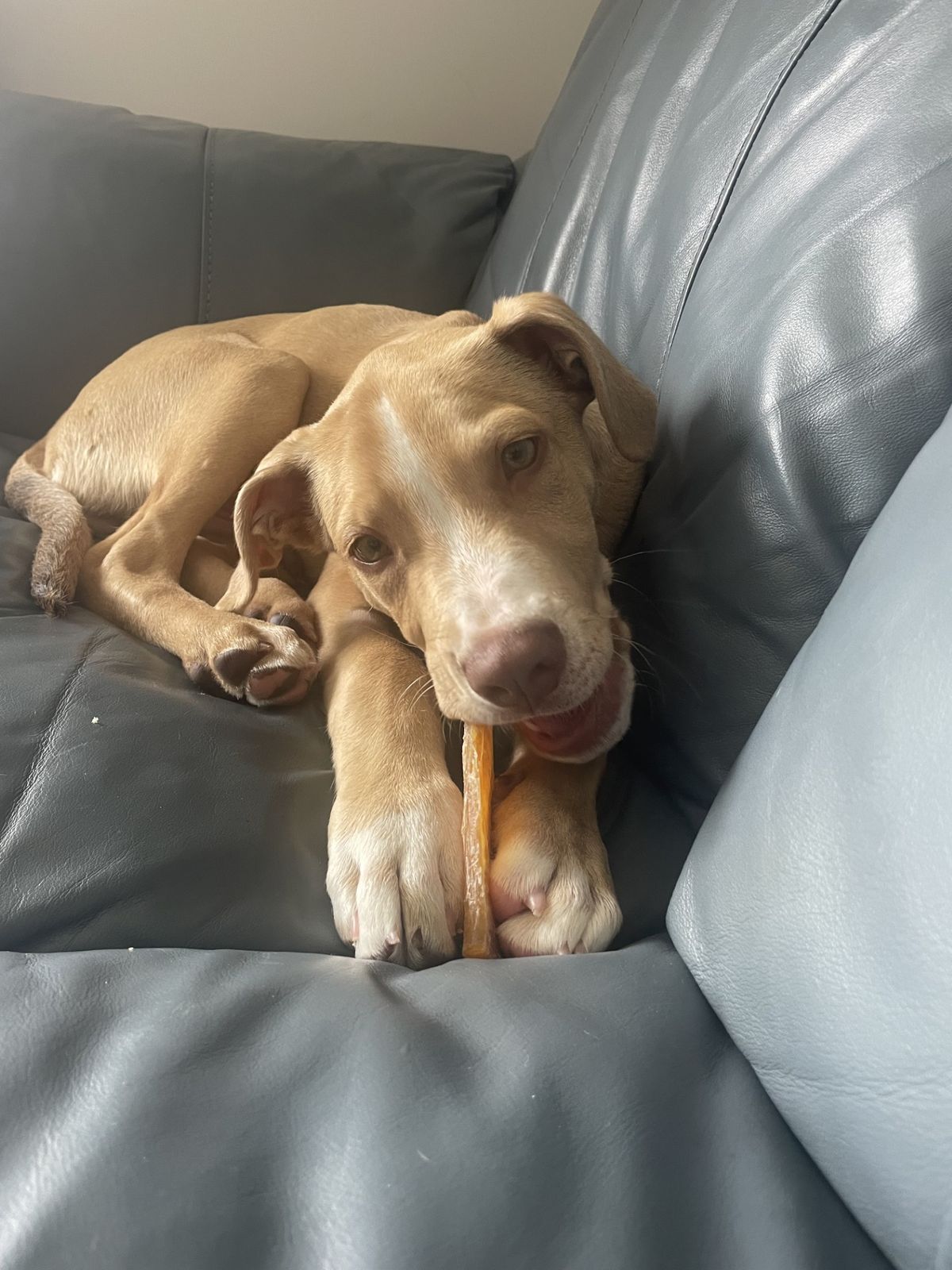 Gallery image: Mango