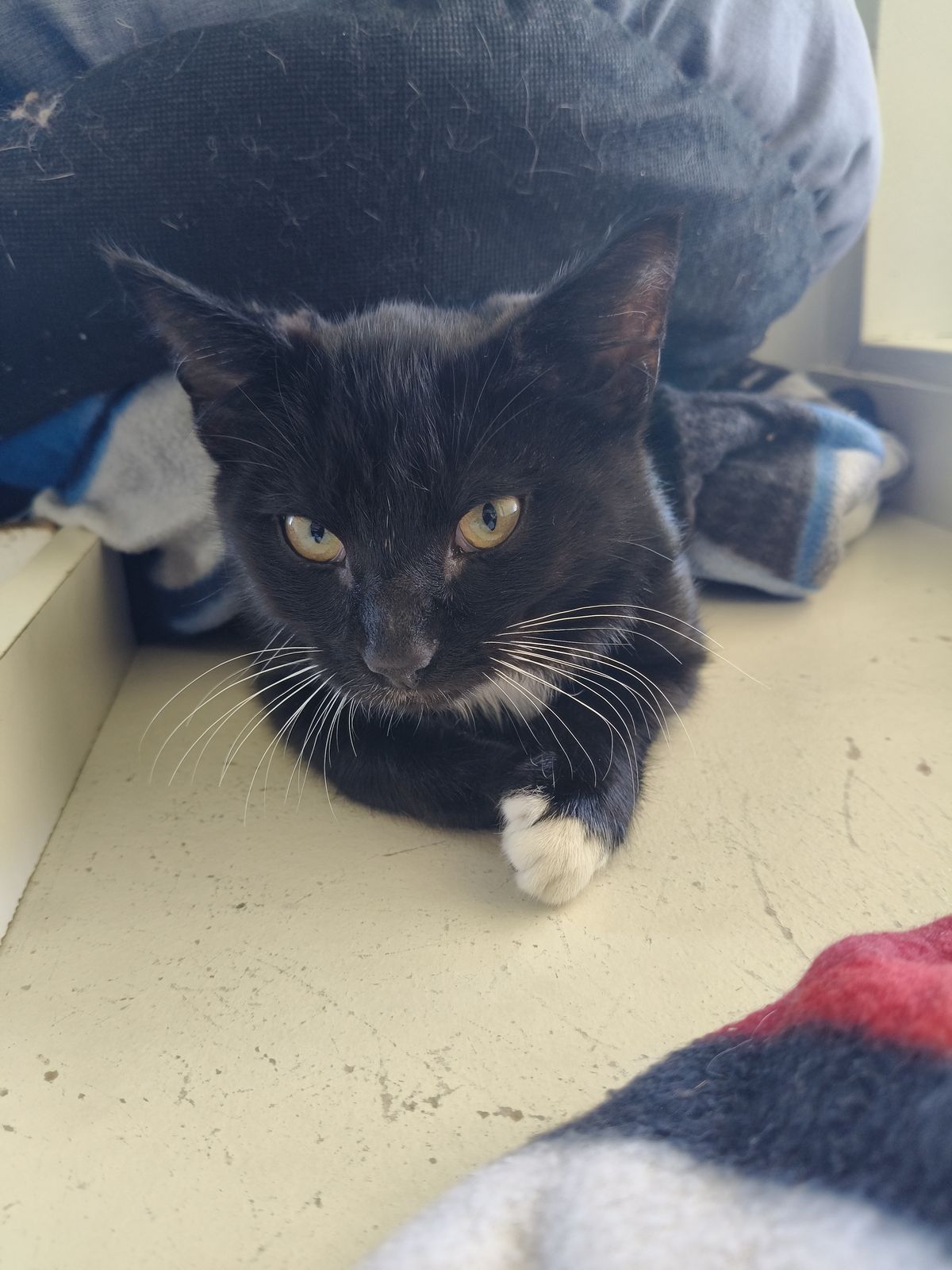 Gallery image: Bandit