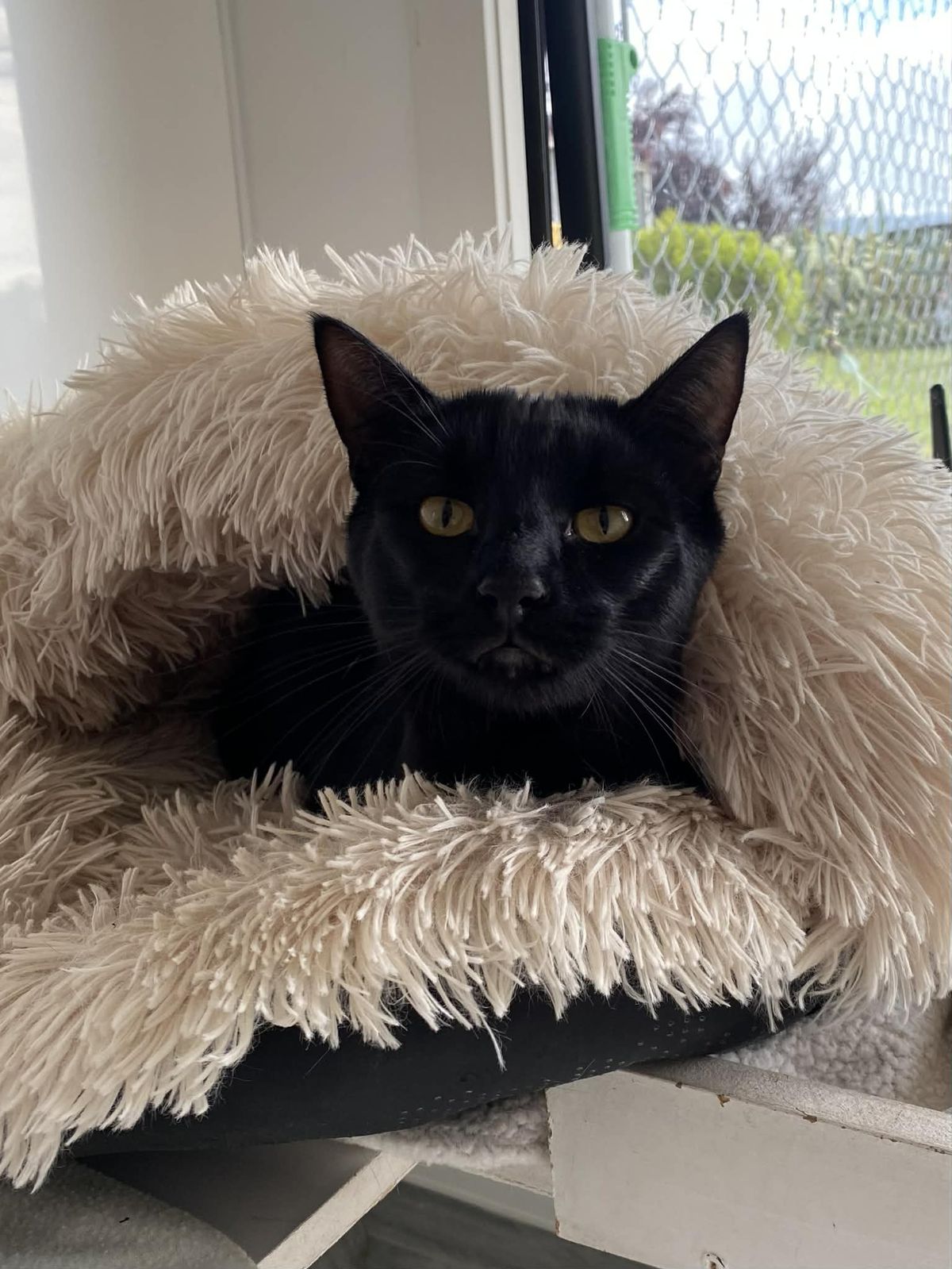 Gallery image: Cadbury