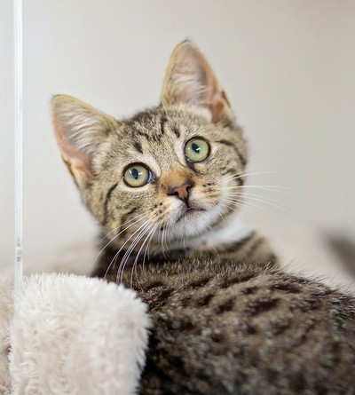 Oat - Domestic Short Hair