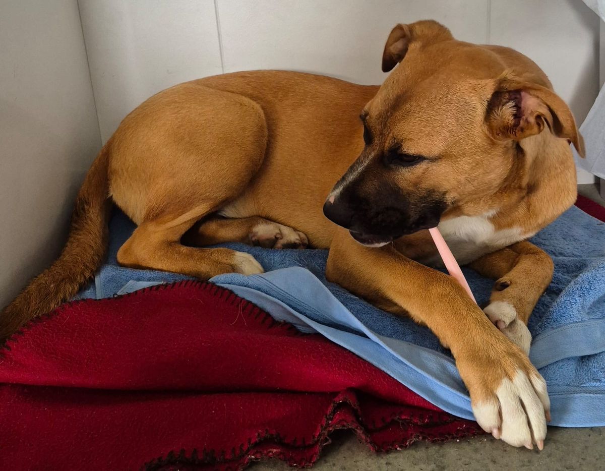 Gallery image: Truffle