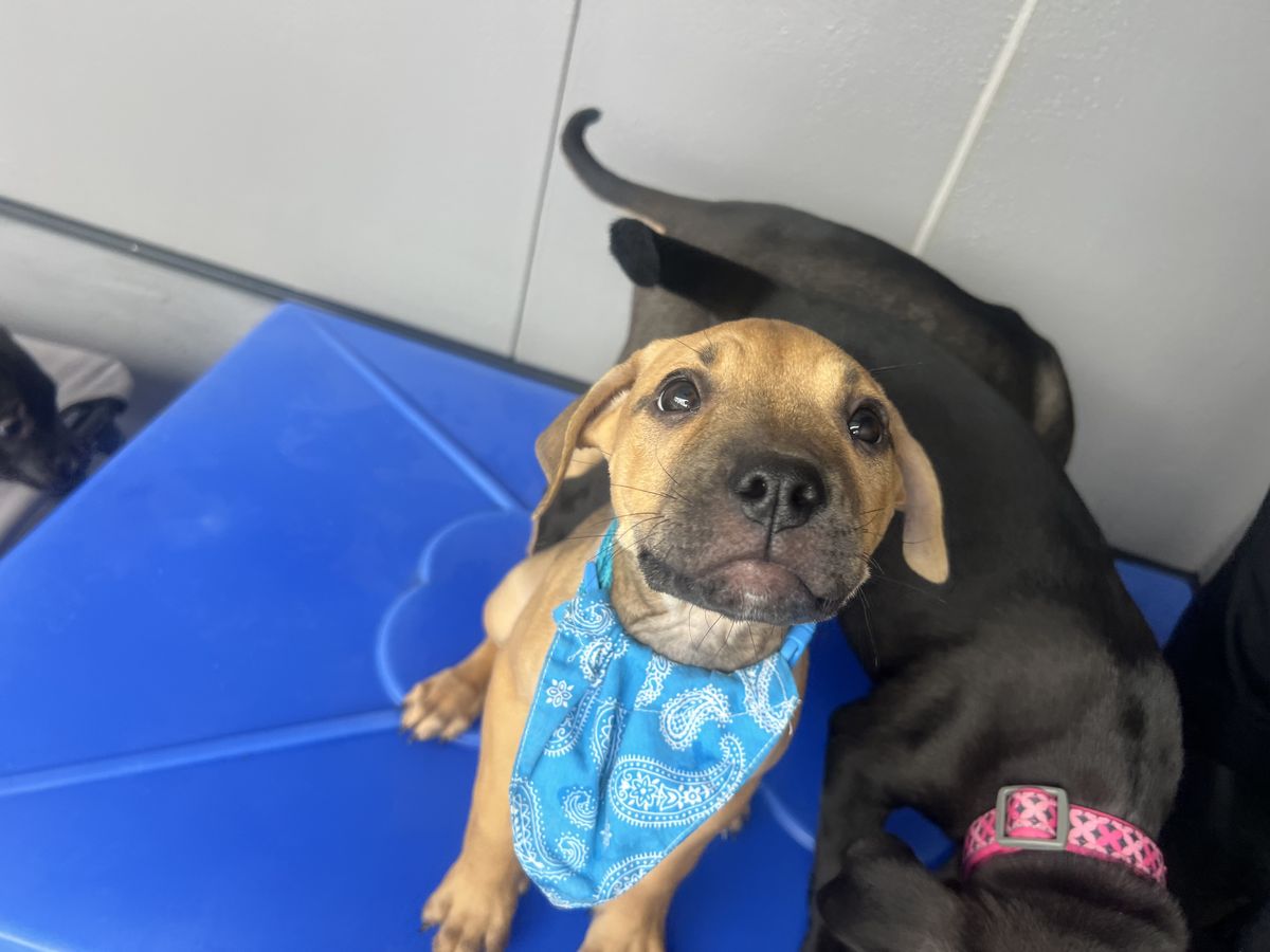 Gallery image: Buffy