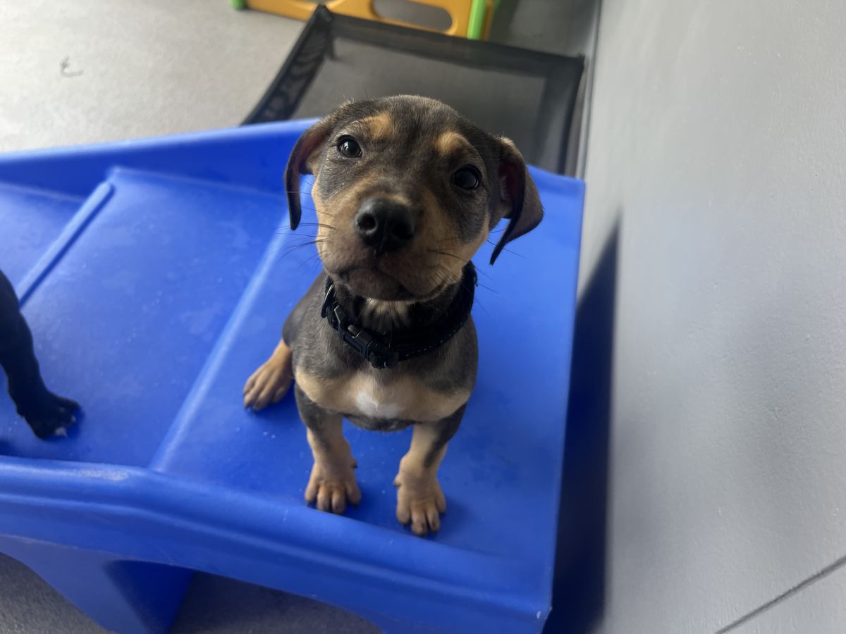 Gallery image: Brockle