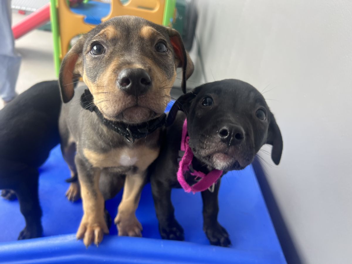 Gallery image: Brockle