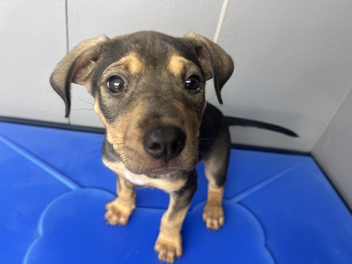 Gallery image: Brockle