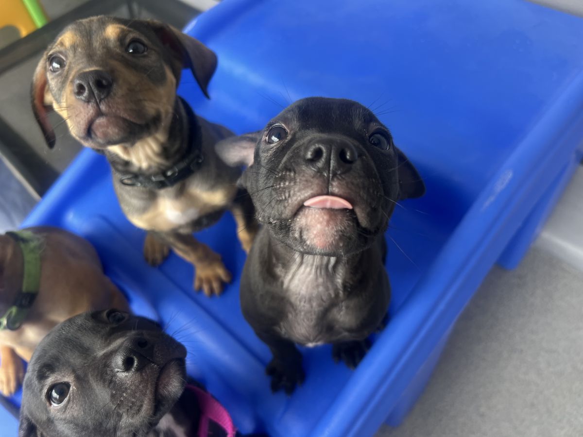 Gallery image: Button