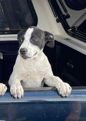 Gallery image: Coral