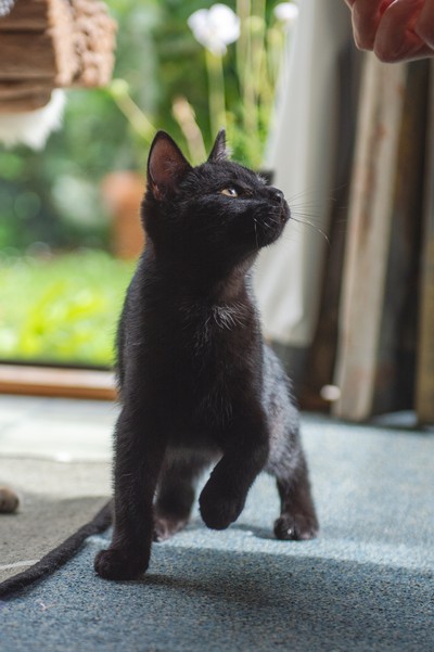 Shado  - Domestic Short Hair