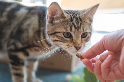 Tabo  - Domestic Short Hair