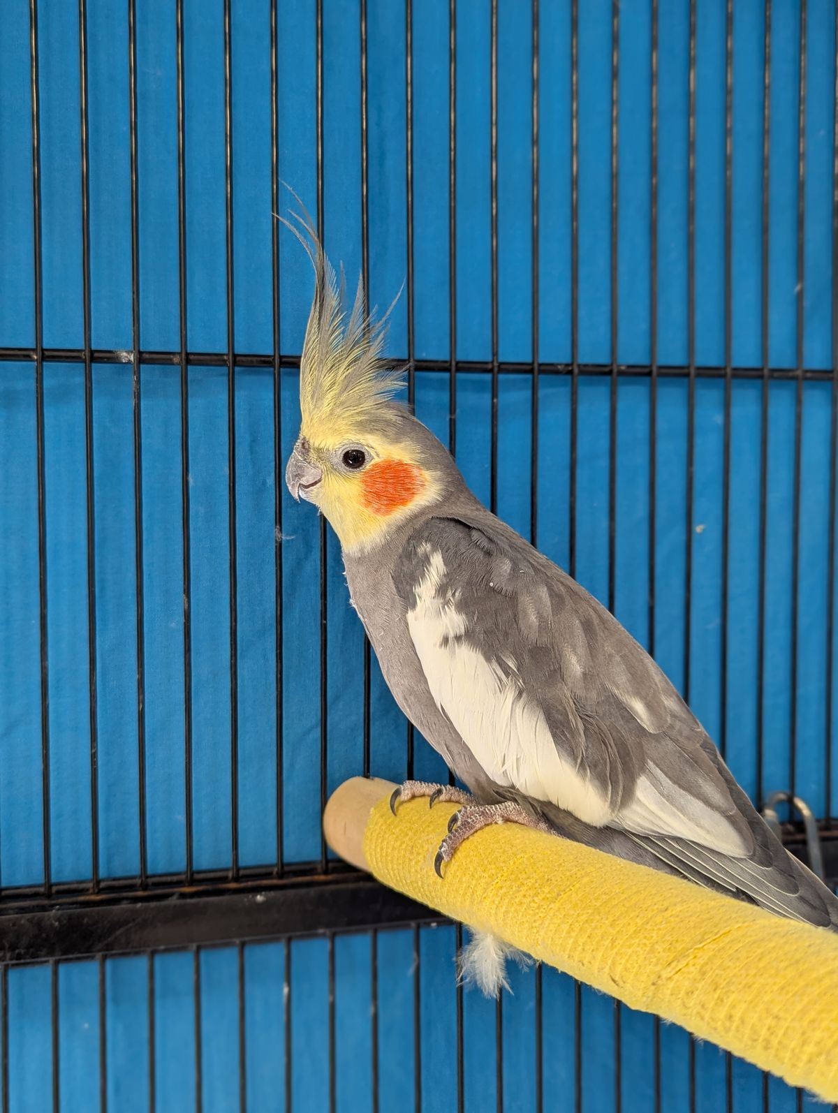 Gallery image: Mister G