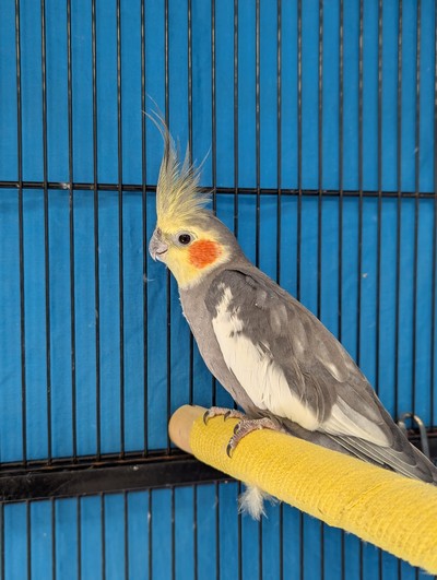 Mister G - Cockatiel