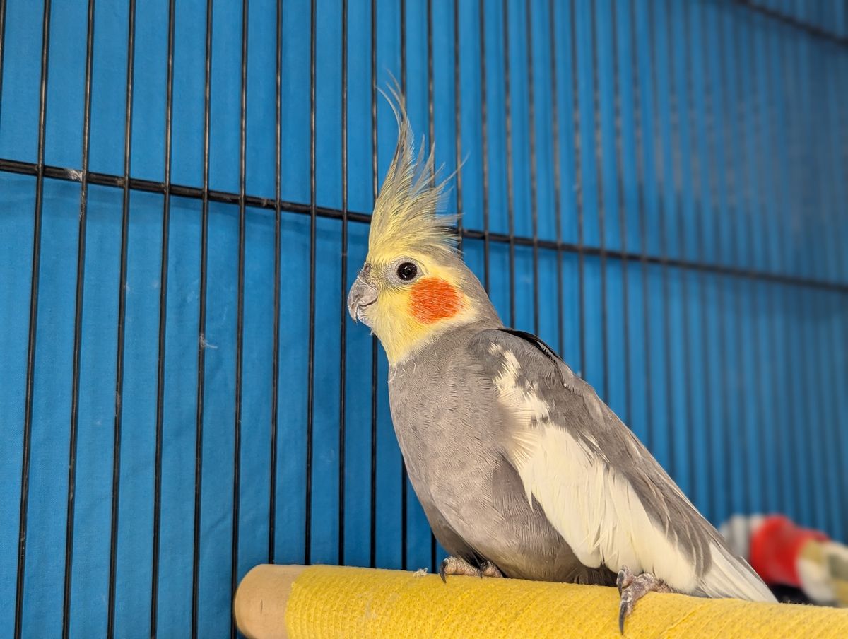 Gallery image: Mister G