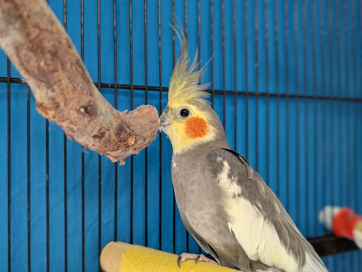 Gallery image: Mister G