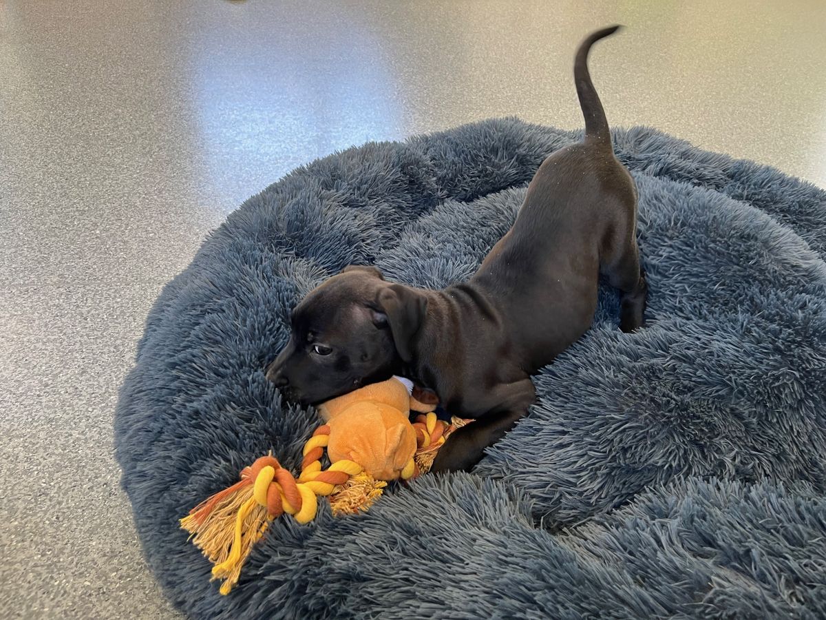 Gallery image: Nyochre