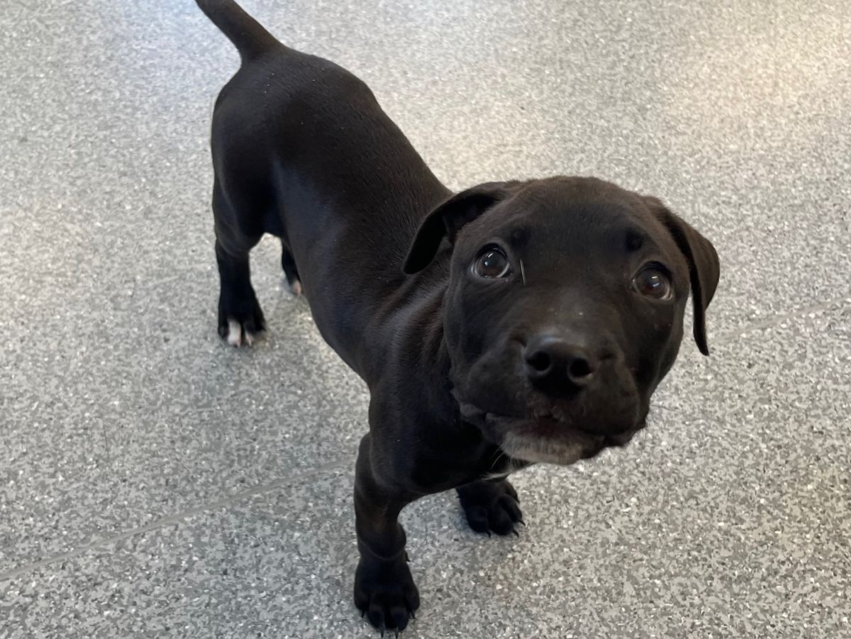 Gallery image: Nyochre