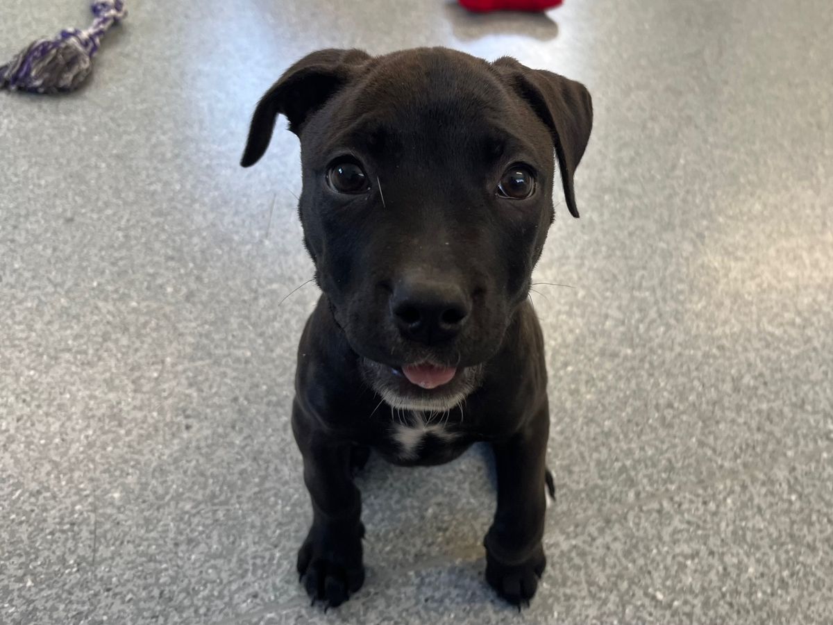 Gallery image: Nyochre