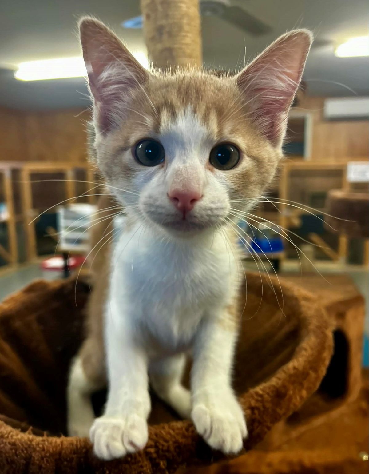 Gallery image: Spike