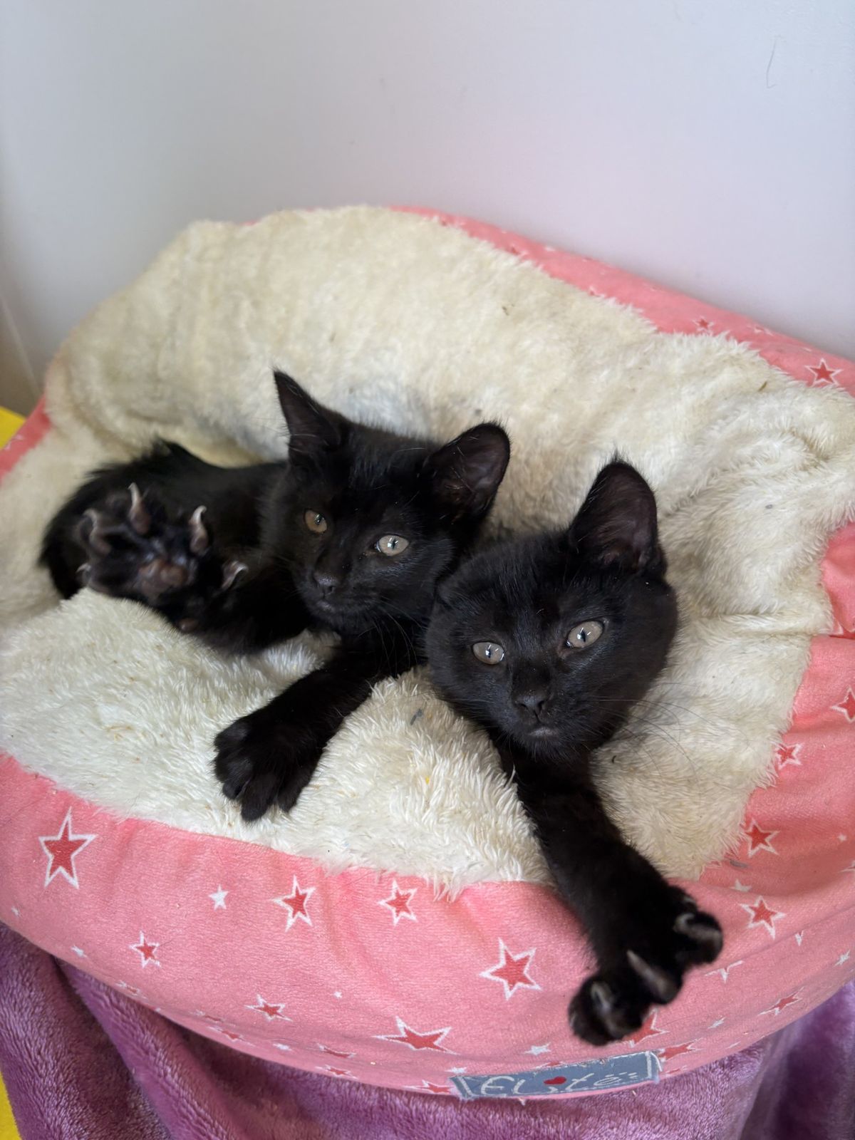 Gallery image: Tiddle