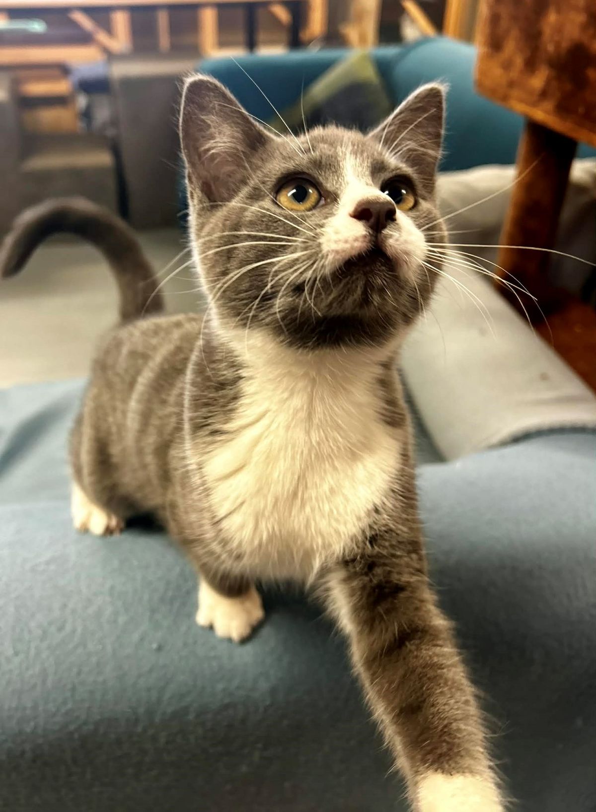 Gallery image: Sirius