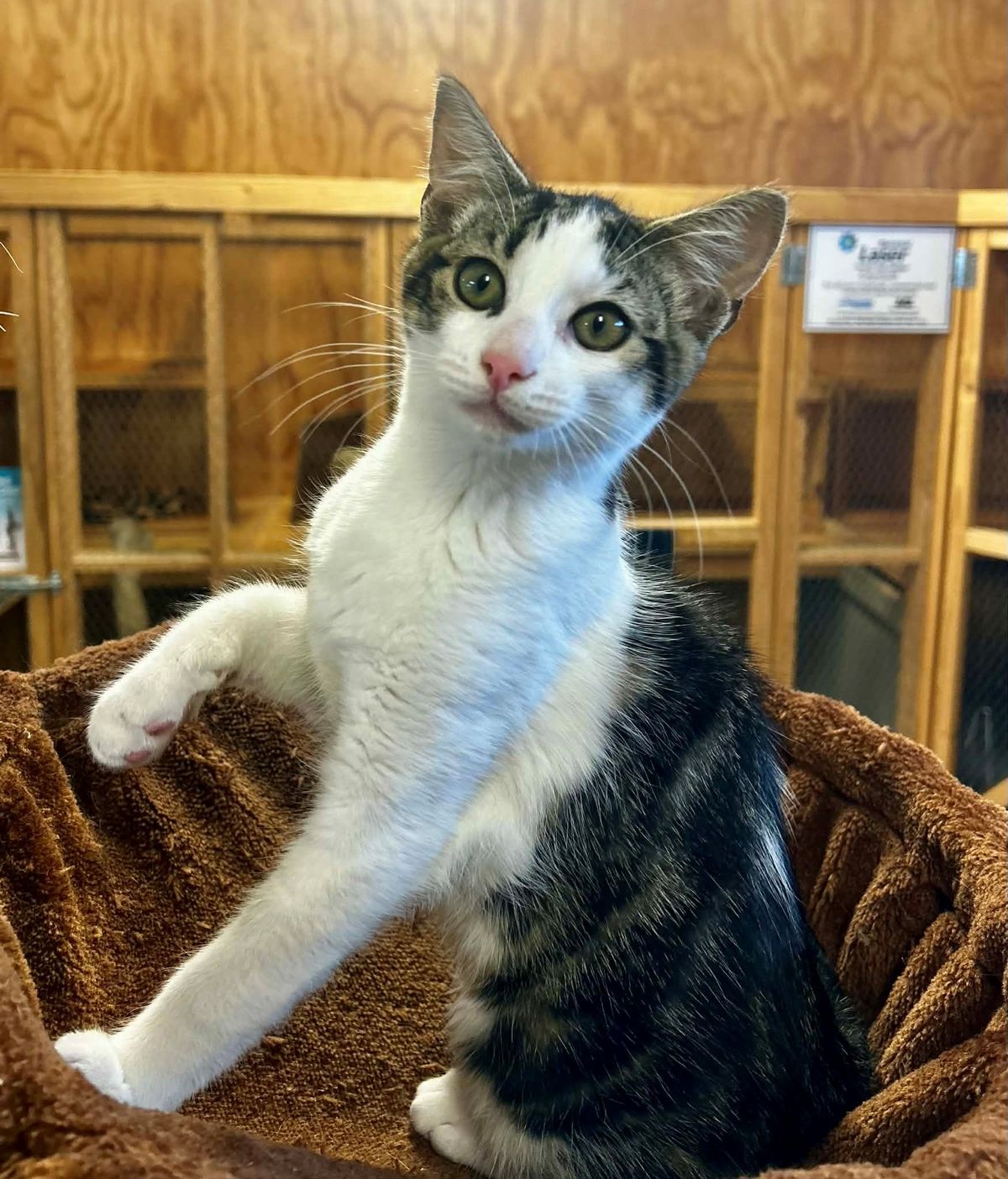 Gallery image: Striker