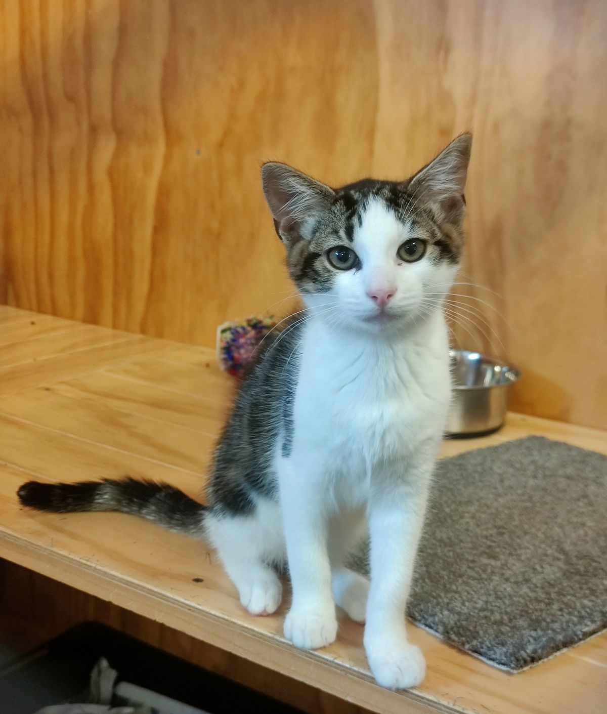 Gallery image: Striker