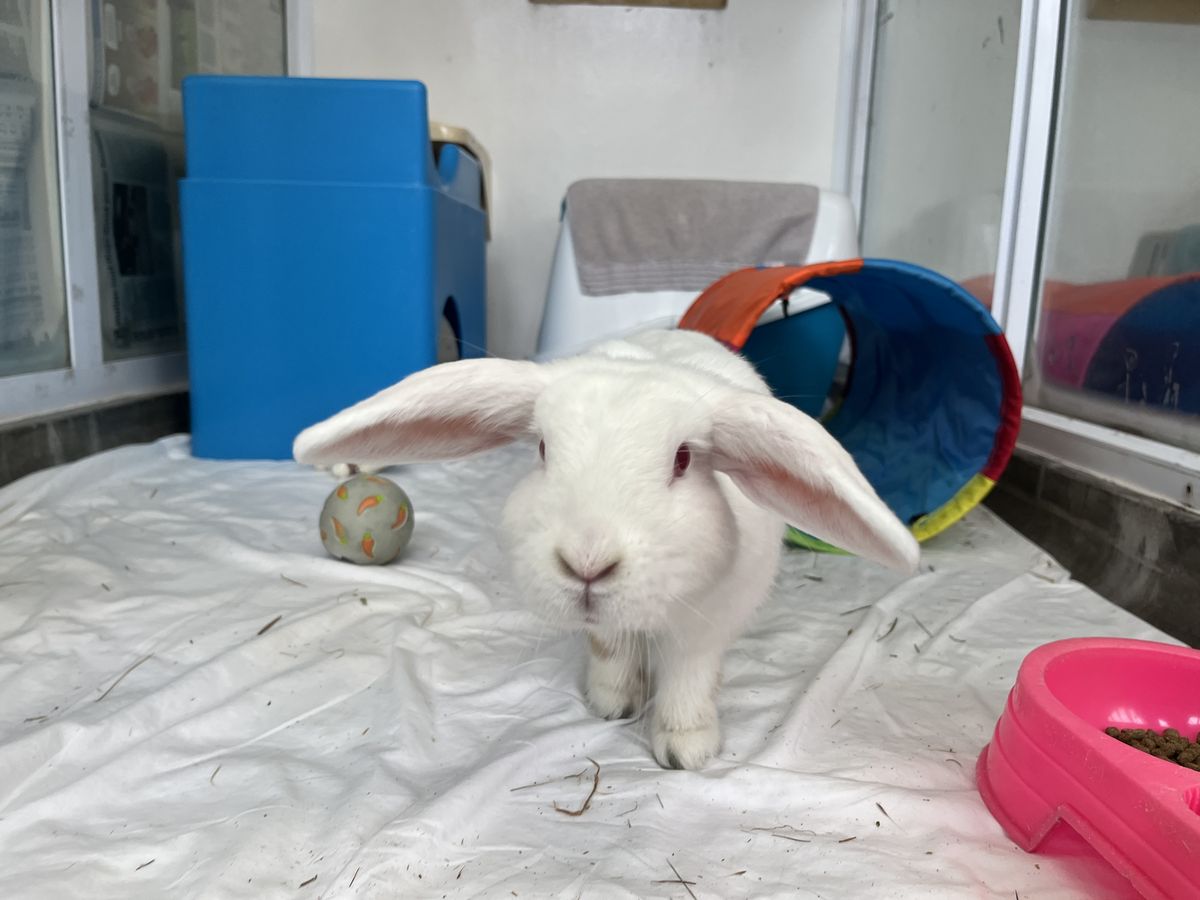 Gallery image: Lotus